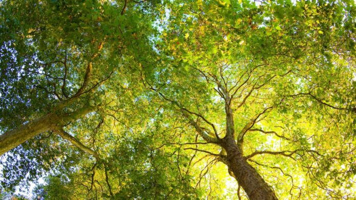 Artists Unite to Preserve Ancient London Plane Tree 300-Year-Old Gift from King Charles II